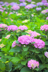 Fototapeta premium 錦江湾公園のピンクのあじさい 