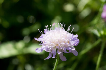 初夏の庭の紫色の花　スカビオサ