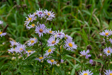秋の野原の紫色のキクの花

