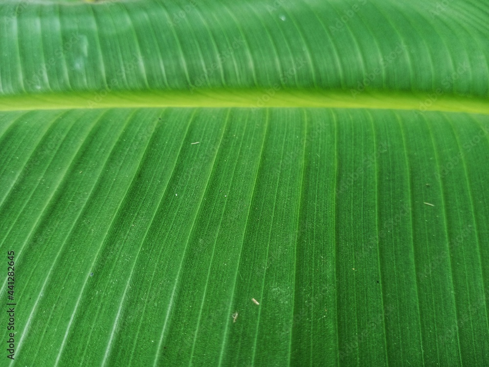 Wall mural banana green leaf texture