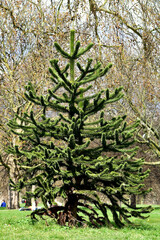 Monkey puzzle/ monkey tails young tree, Hyde park, London, UK