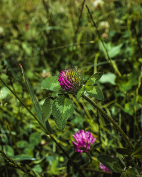 Purple clover starting to blossom in a field of wildflowers