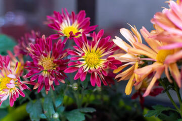 Colorful flowers, predominantly red, yellow and orange tones