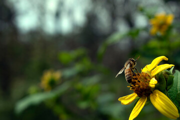 bee on yellow flower