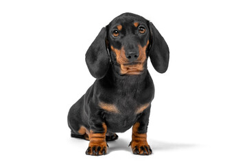 Portrait of adorable dachshund puppy obediently sits and waits, isolated on white background, front view. Funny animals for banners, postcards, calendars and other advertising products.