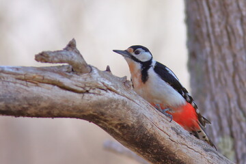 Migratory bird, Great spotted woodpecker　森の中のアカゲラ