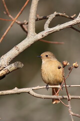 Migratory bird, Daurian Redstart 　ジョウビタキのメス