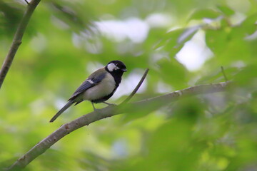 Migratory bird, Great tit シジュウカラ