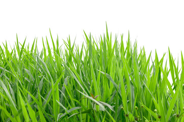green grass growing isolated on white background