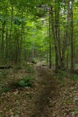 path in the woods