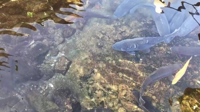Salmon trout feeding at fish farm in Vardar (Axios) River, Vrutok, Gostivar, Macedonia.