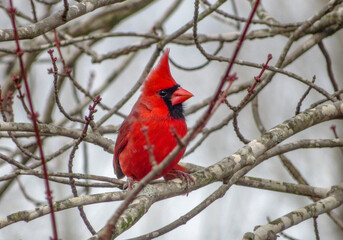 cardinal on a branch