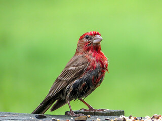 Rose finch 