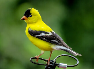 goldfinch on a branch
