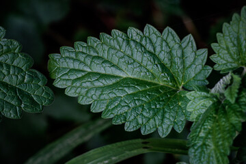 Nepeta cataria, a very big catnip leaf growed in the house backyard