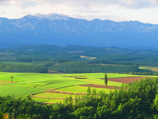 Obraz premium 山と緑の畑