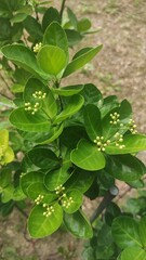 정원수, 관상용의 사계절 푸른 사철나무와 꽃 