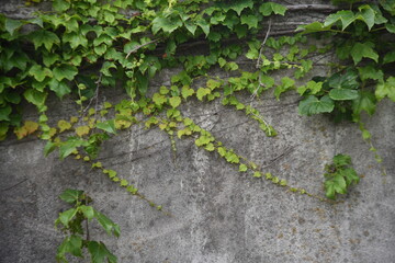 Ivy leaves and young berries. Vitaceae deciduous vine.