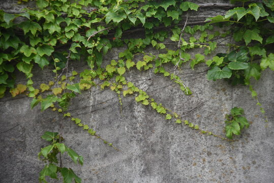 Ivy leaves and young berries. Vitaceae deciduous vine. © tamu