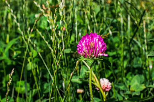 Close up of a single purple clover blossom surrounded by tall green leaves