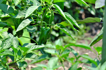 畑に実る美味しいピーマン
