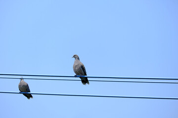 電線にとまる2羽の鳩
