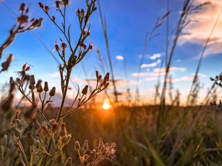 grass and sky