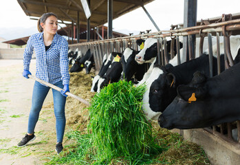 Hardworking latin american female working on a livestock farm feeds the cows with freshly cut grass