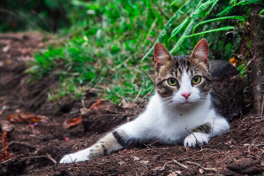Gato