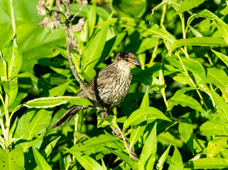 bird on a branch
