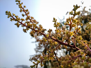 This is the mango flower close-up macro shot in the morning in the winter season in india.