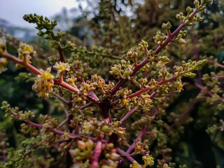 This is the mango flower close-up macro shot in the morning in the winter season in india.