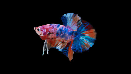 oil paint  siames fighting fish..betta splendens fish.