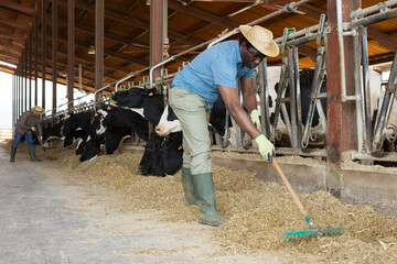 American diligent serious male farmer in strow hat working on dairy farm in cowshed