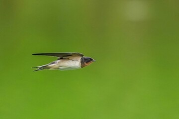 緑の水面をバックにさっそうと飛ぶツバメ幼鳥