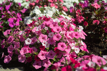 Beautiful Petunia on a sunny day in Ontario Canada