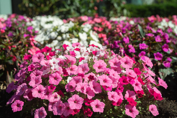 Beautiful Petunia on a sunny day in Ontario Canada