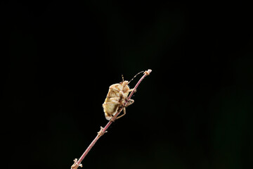  Dolycoris baccarum Linnaeus,  sloe bug