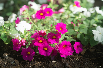 Beautiful Petunia on a sunny day in Ontario Canada