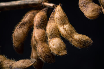 soybean harvest plant with black background