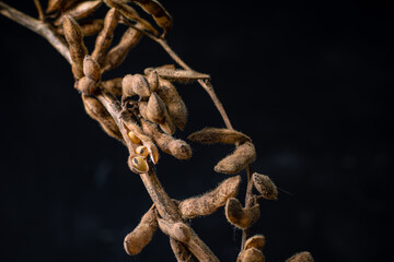 soybean harvest plant with black background