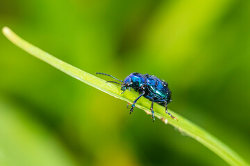 Chrysochus chinensis, The leaf beetle of Chinese milkworm is seen on a leaf