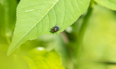 fly on leaf