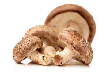 mushrooms isolated on white background