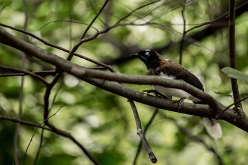 black-chested jay (Cyanocorax affinis)