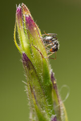 A black ant resting on green leaf