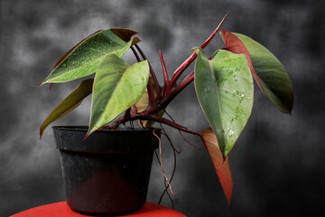 Philodendron Red Congo local from Indonesia © Untung Subagyo