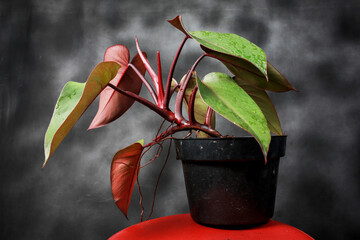 Philodendron Red Congo local from Indonesia