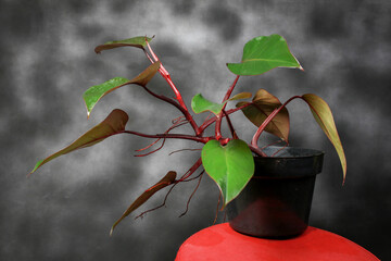 Philodendron Red Congo local from Indonesia