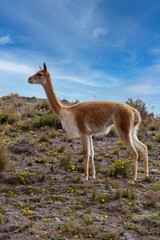 A single vicuna from the Chimborazo Reserve in Ecuador.